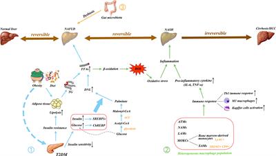 Helminth infection and helminth-derived products: A novel therapeutic option for non-alcoholic fatty liver disease